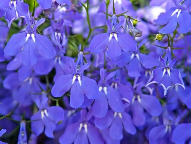 balkong-växter-lavendel-lila-färg