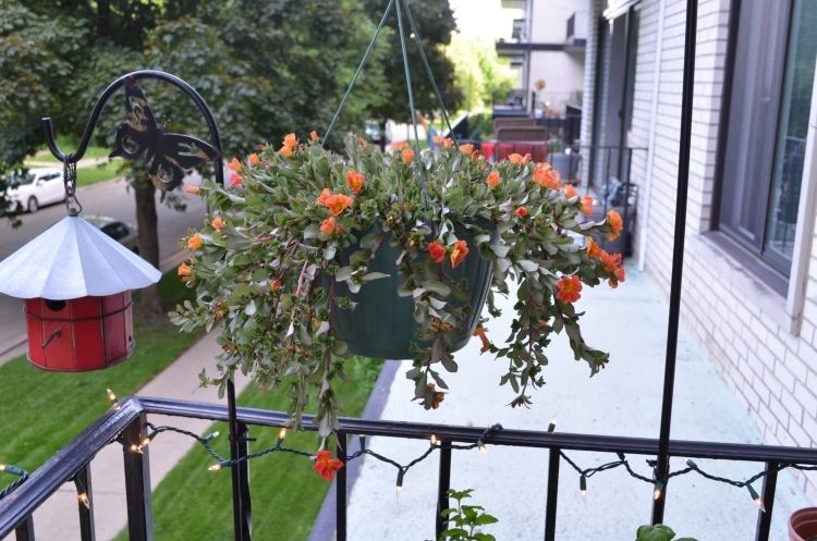 balkong-växter-hängande-blommor-integritetsskydd