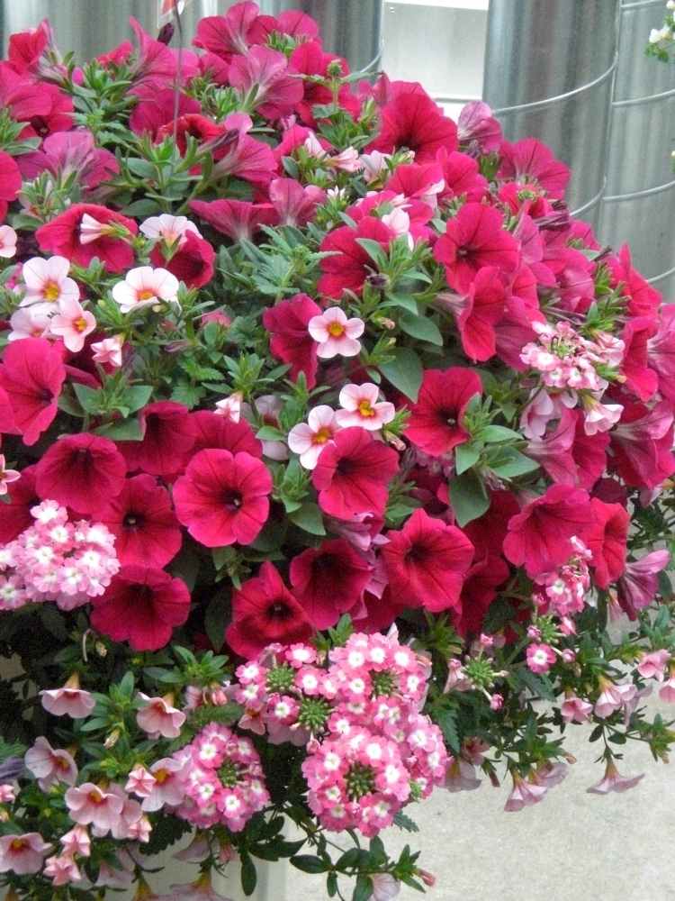 balkong-växter-blommor-sekretess-skärm-verbena-petunior