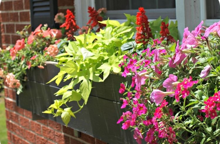 Ipomoea-batatas-balkong-växt-ljusgrön-petunia-verbena