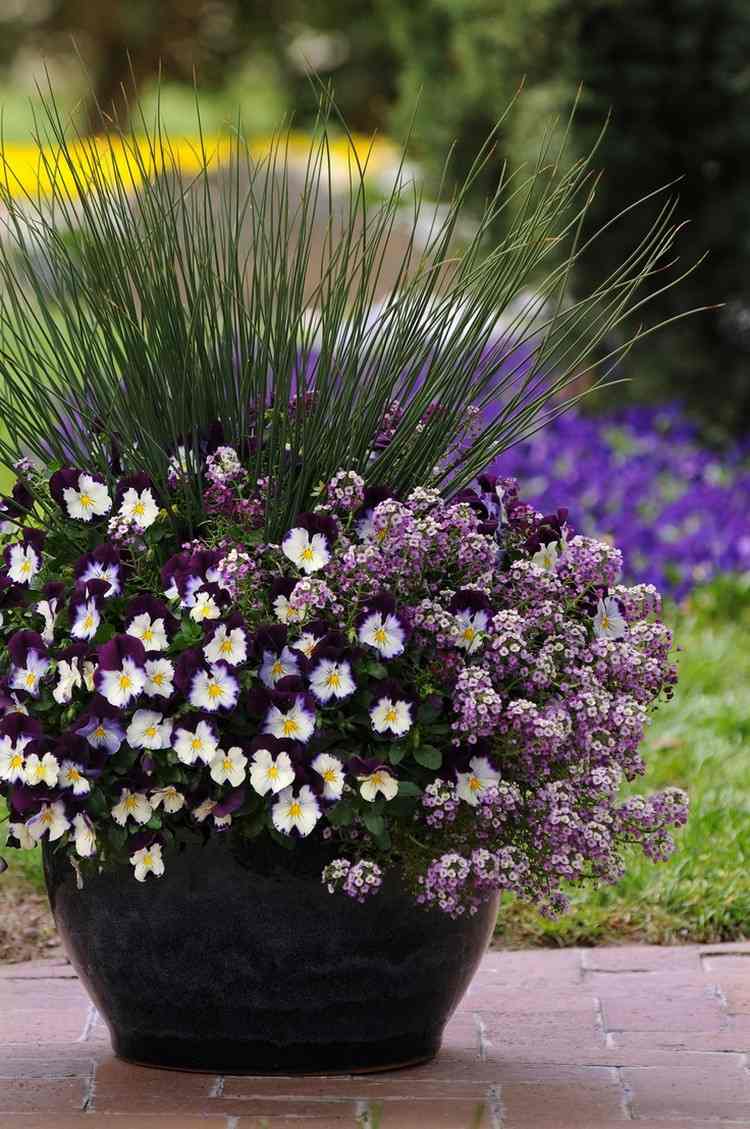 balkong-växter-planter-penséer-rusar-sten örter-alyssum