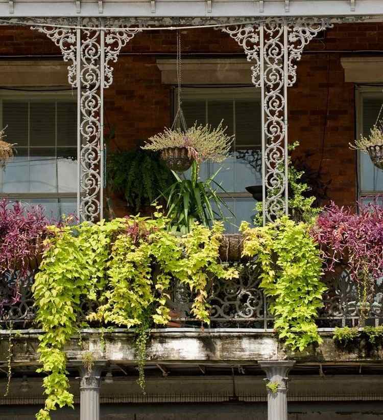balkong-växter-hängande-växter-lavendel-hängande korg