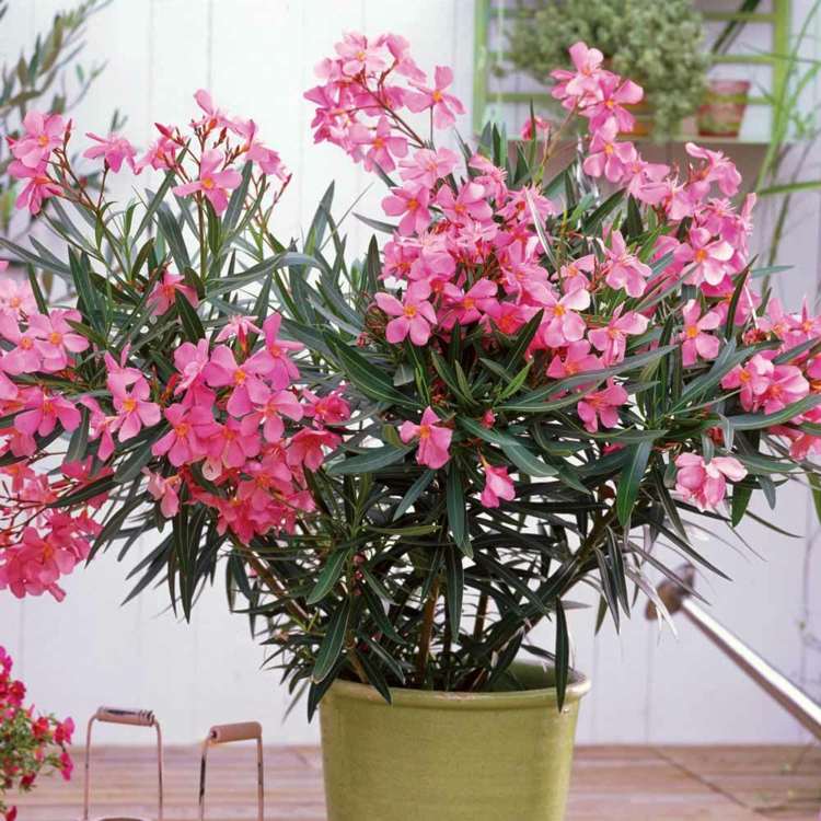 idéer balkongplantering oleander tips sol medelhavsrosa blommor