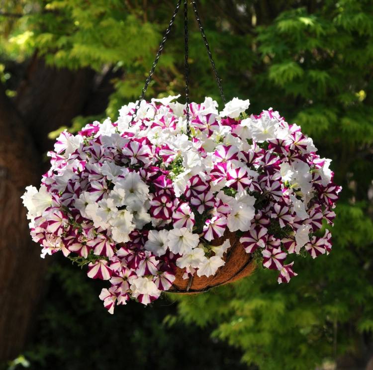 idéer balkongplantering petunia vita lila ränder robust blomma