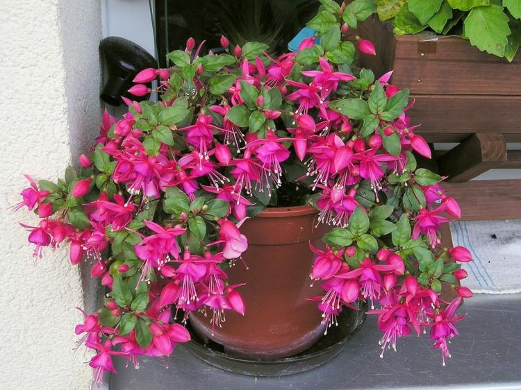 balkong plantering idéer fuchsia rosa blommor dekoration utomhus kruka