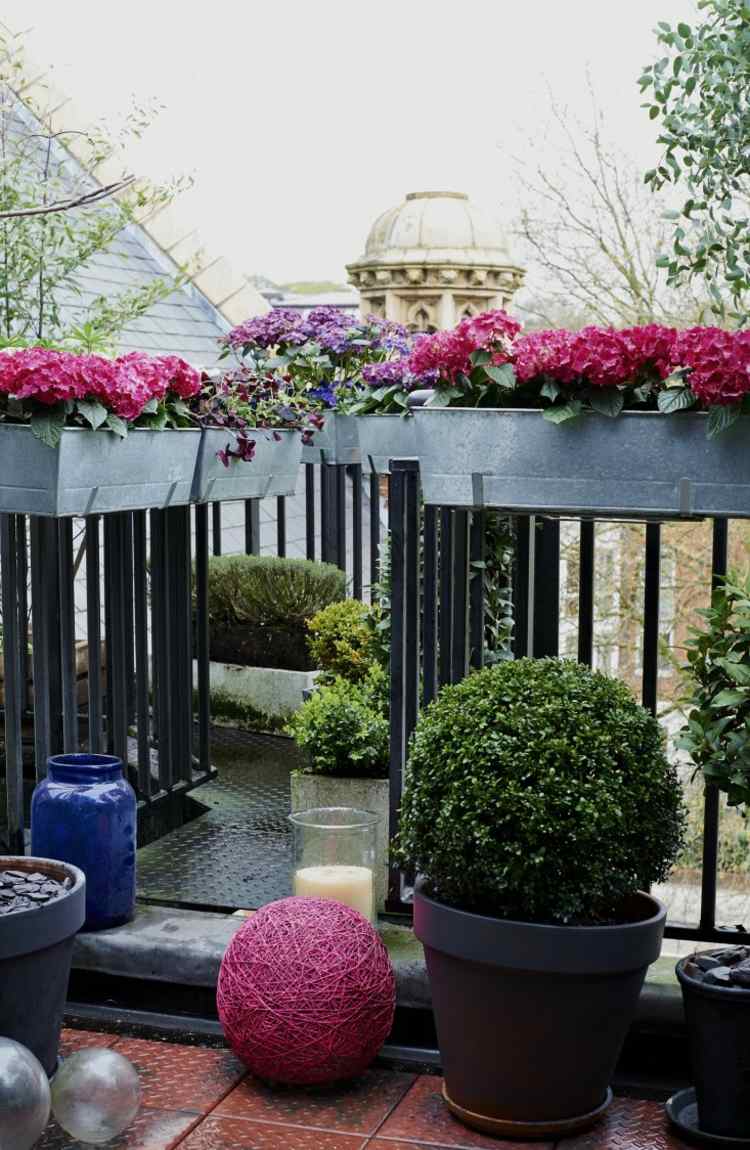 balkong plantering idéer hortensia rosa boxwood planter räcke metall