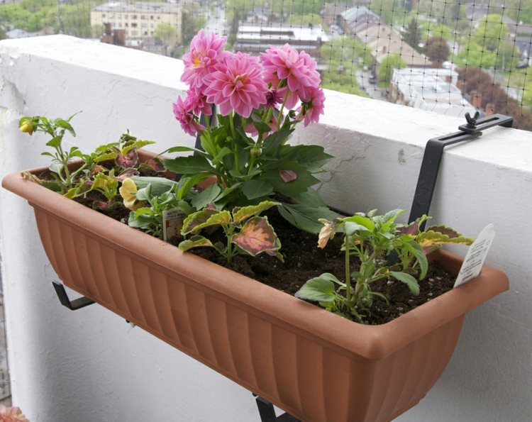 balkongplanteringsidéer dahlia rosa blomlåda idé utomhusdeko