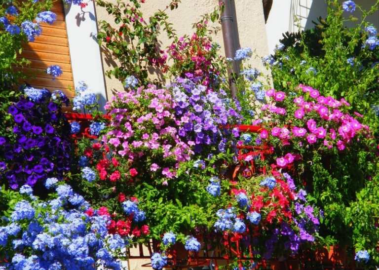 Balkong-blommor-soliga-platser-petunier-olika-färger