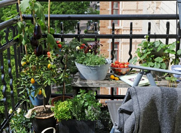 Trädgårdsdesignidéer tomatgräs vintergrön sommar på balkongen