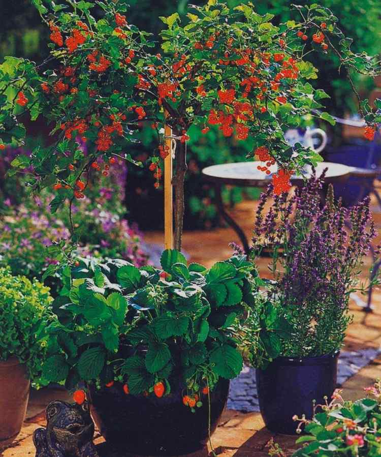 balkong-trädgård-skapa-hinkar-vinbär-jordgubbar-lavendel