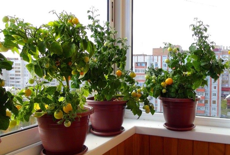 Trädgårdskörsbärstomatkrukor med balkong