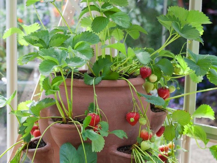 balkong-trädgård-jordgubbe-lera-planter