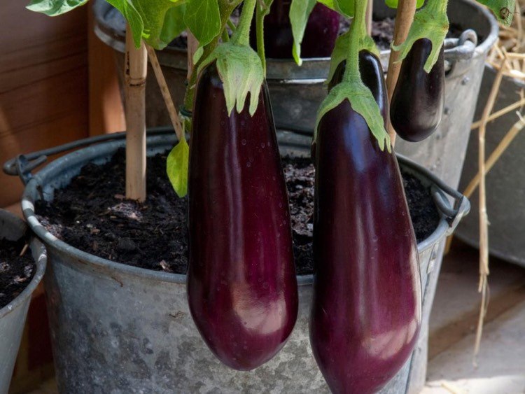 balkong-trädgård-grönsaker-aubergine-tenn-behållare-varm