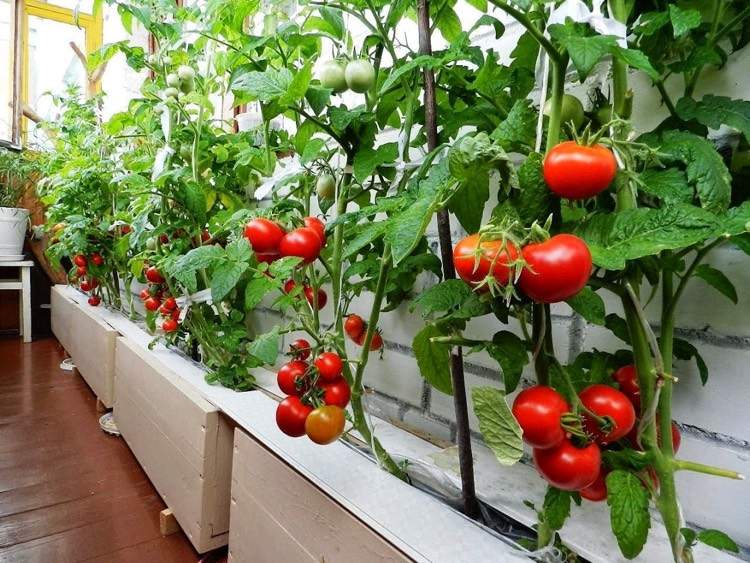 balkong-trädgård-tomat-upphöjda sängar-trä