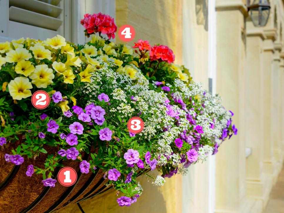 balkonglåda växt blommor kombinera