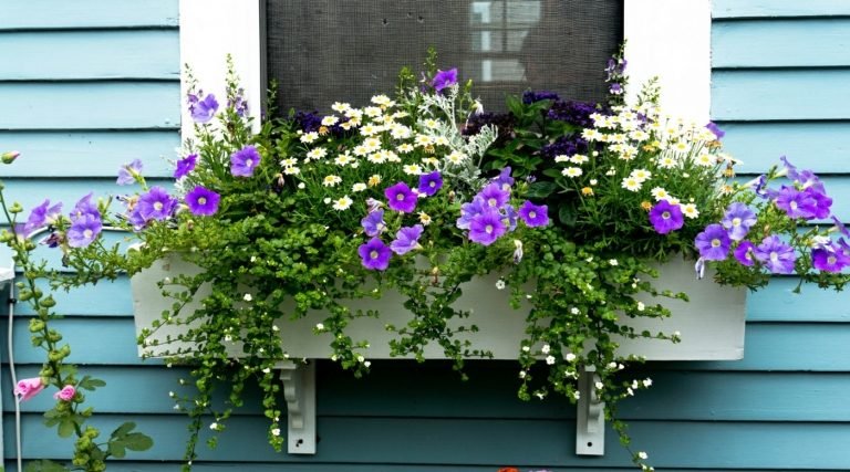 Bivänliga växter i blomlådor för balkonger i vitt, lila och grönt