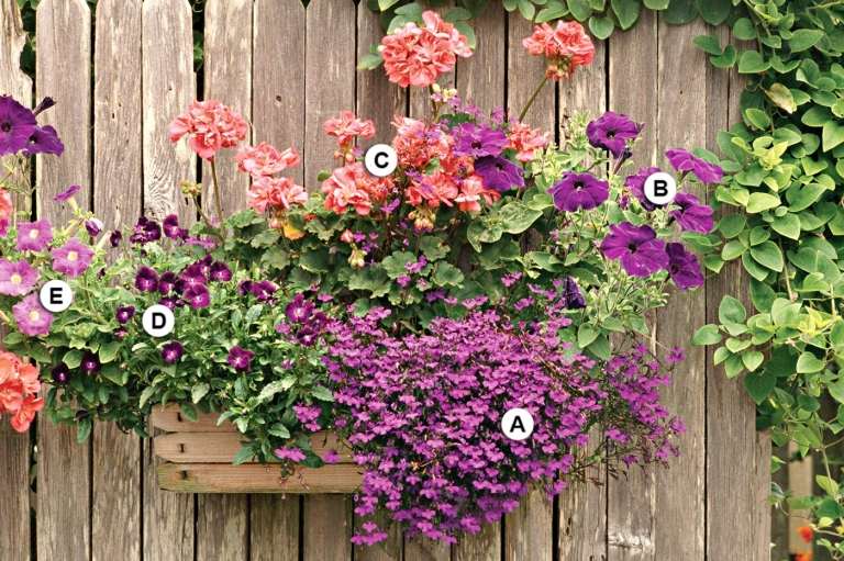 Plantera balkongen med pelargoner, lojala män, petunier och penséer i rosa och lila