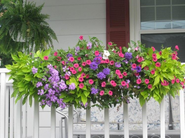 Plantera balkongväxter som hänger på balkongräcket