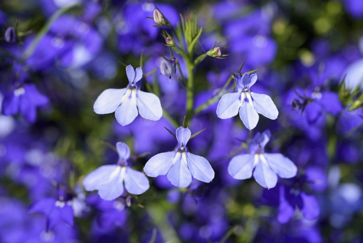 Vilka balkongväxter blommar hela sommaren blå lobelia fortfarande trogen män
