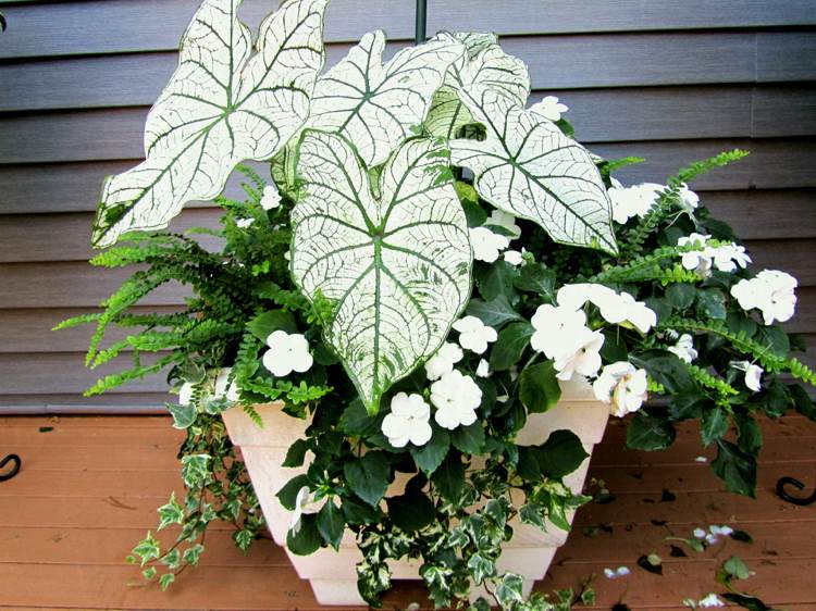 Balkong blommor vita badkar växtkombination skugga Impatiens caladium ormbunkar murgröna