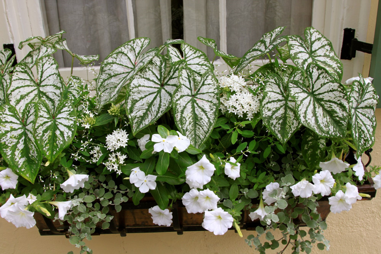 Balkongväxter vitblommande och med vita blad Caladium petunias Vit periwinkle 'Alba'
