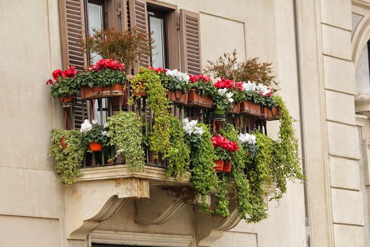 Cyclamen röd vit balkonglåda hängande växter