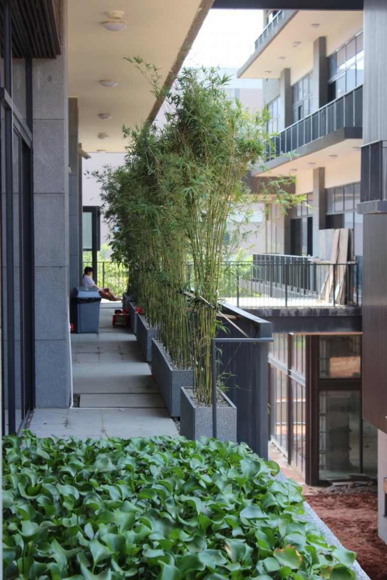 bambu som balkong sekretess skärm planter idé modern design murgröna