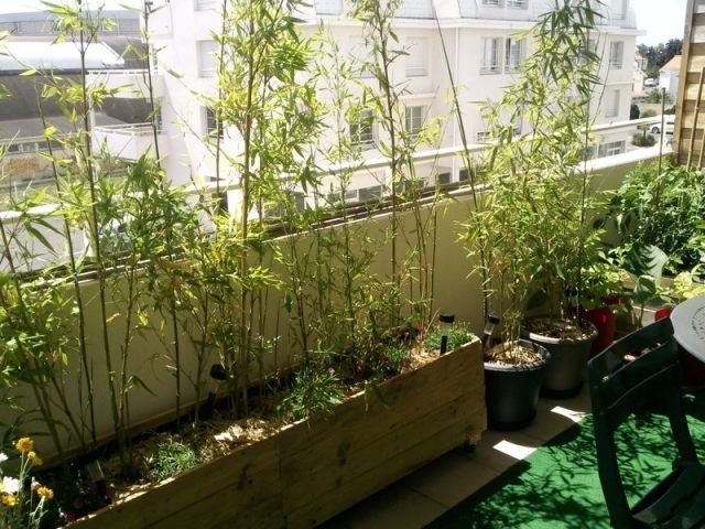 Plantera bambu som en balkong sekretess skärm