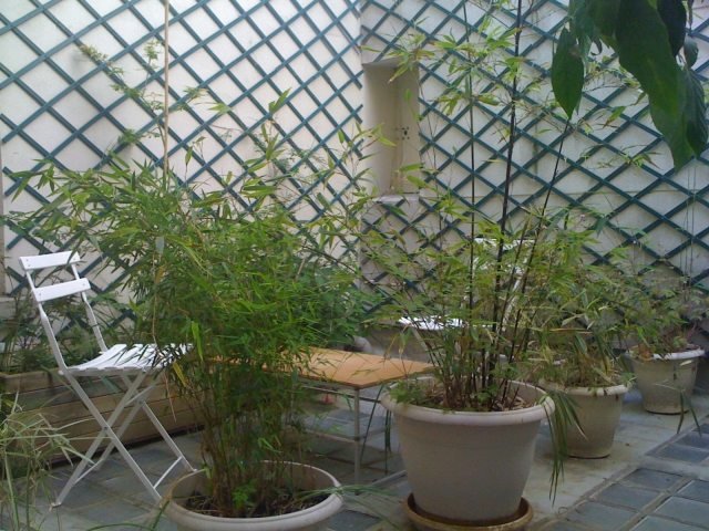 bambu växter balkong sekretess skärm hink idé terrass
