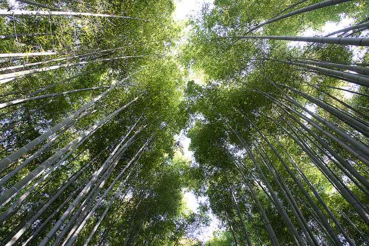 bambu-golv-trä-golv-skog-tropiska-växter-växer