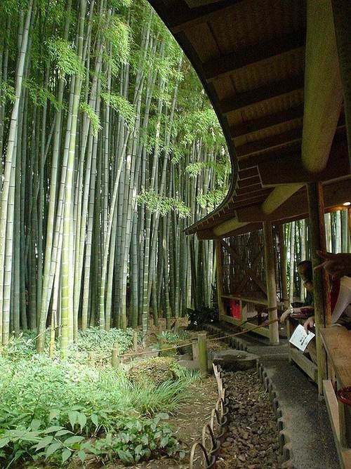 bambusträdgård som växer inomhus bambuskog