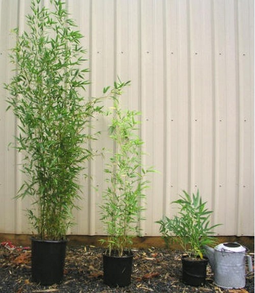 bambu trädgård hemma växa olika storlekar