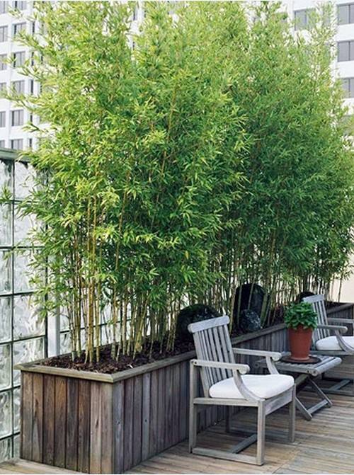 Bambu trädgård växa inomhus takterrass dekoration