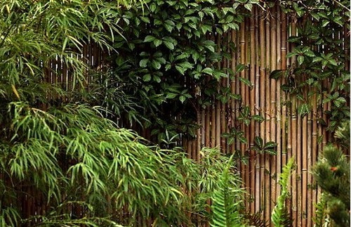 bambu trädgård växa inomhus bambu staket