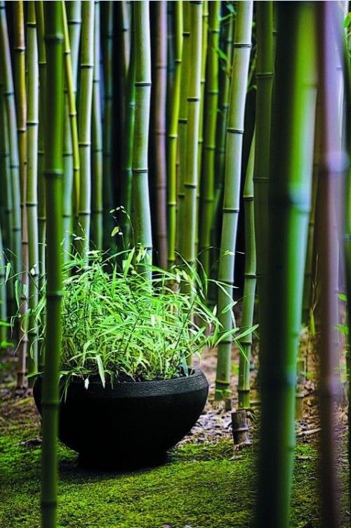 gör det själv bambu trädgård växa kruka svart