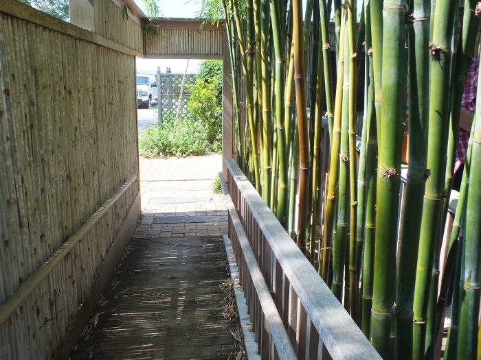 Sekretess-staket-gjort-av-snabbt växande-växter-bambu-i-trädgården