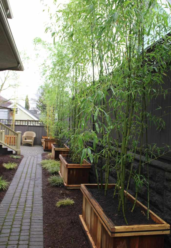 Bambu-i-trädgården-i-trä-krukor-plantering-tips-för-vård