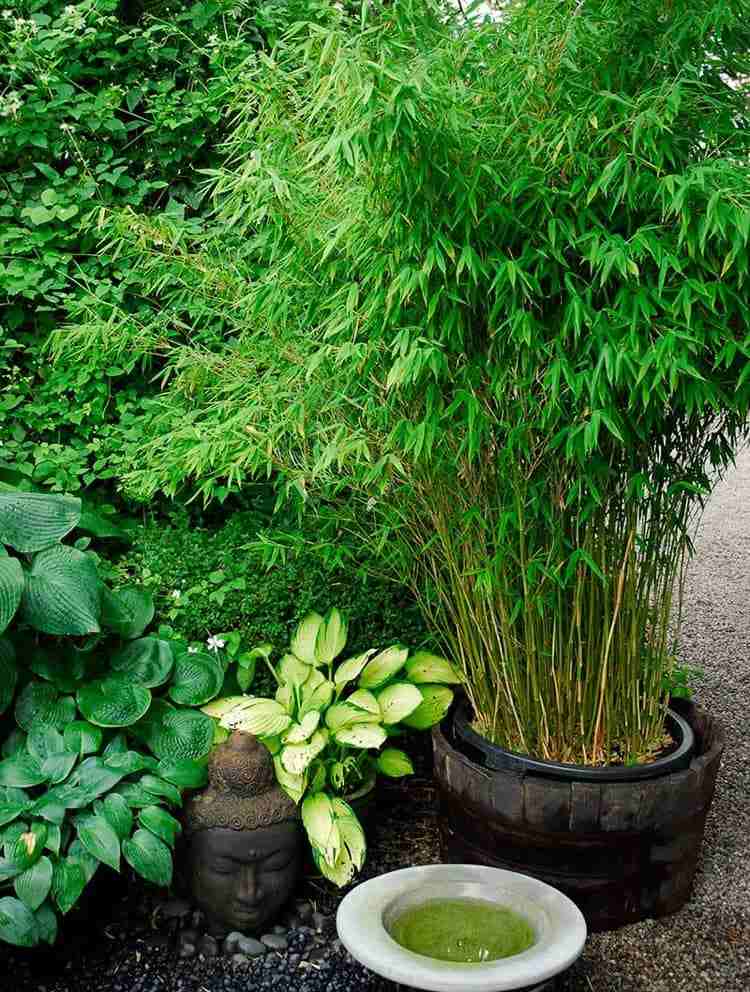 Plantera bambu i en hink