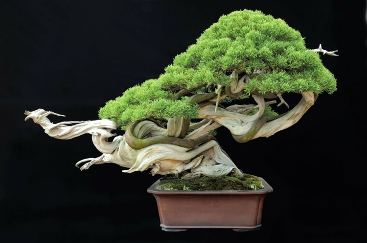 bonsai träd original stamform växande tips vård