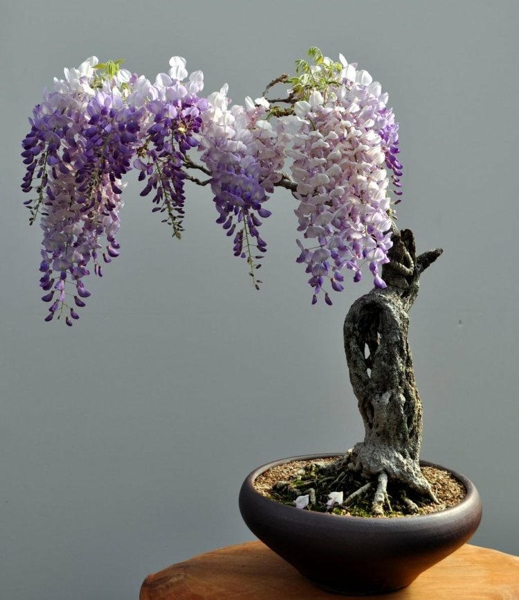 bonsai träd blåregn idé blomma lila romantisk