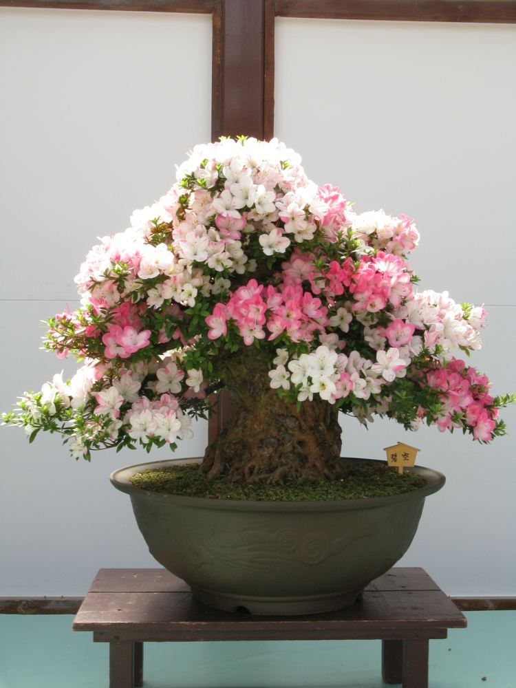 bonsai tree rhododendron blommar rosa rosa bred stamskål
