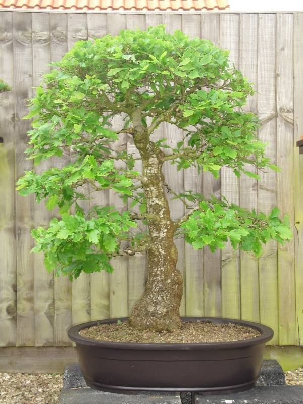 Ek bonsai träd-inomhus trädgårdsarbete-asiatisk trädgård design