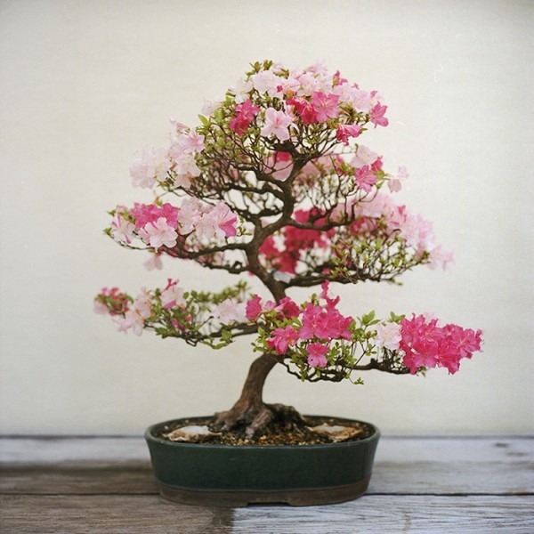 Inomhus trädgård körsbär fruktträd lämplig för bonsai blomning vård tips