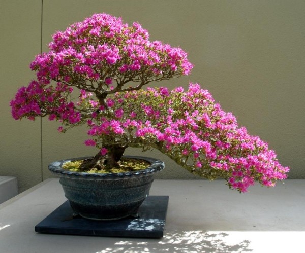 Azalea blossom-rosa buske bonsai arter lämpliga vård tips