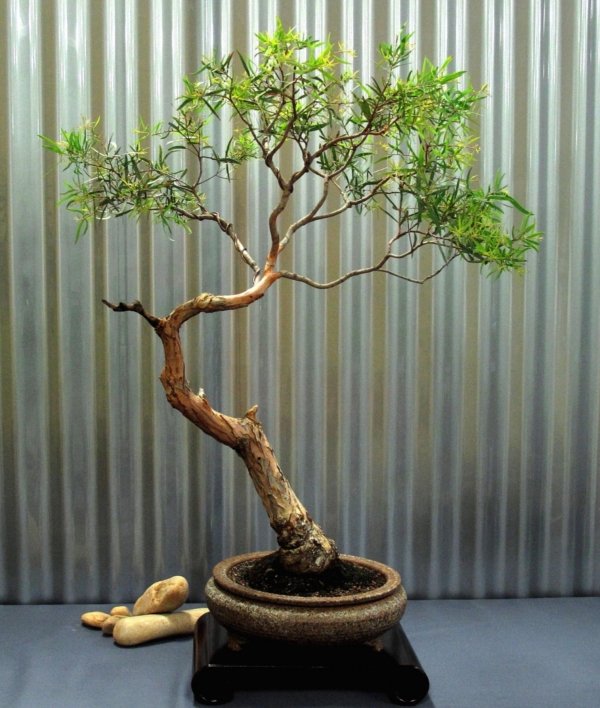 Eucalyptus bonsai vintergröna buskar borddekoridéer