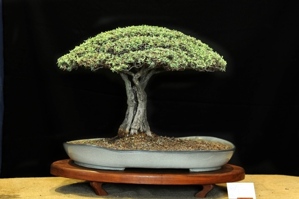 Acacia grön bonsai trädvård tips plats vattning