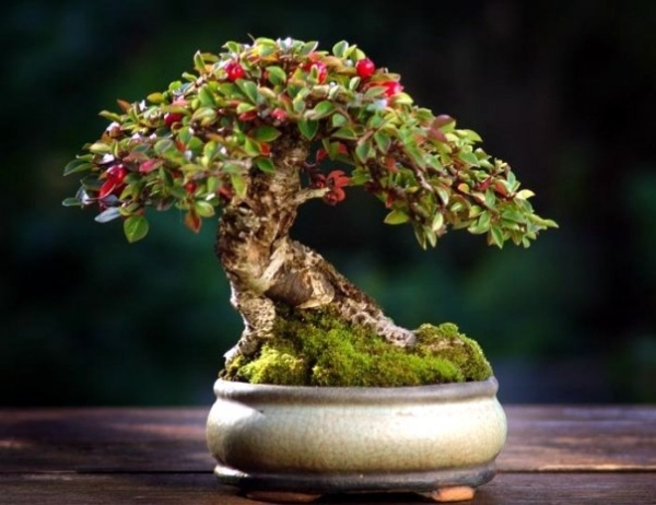 Designa en inomhus trädgård Bonsai träd - ordentligt ta hand om dem