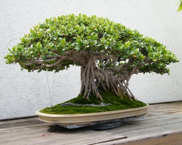Kinesiska banyan bonsai arter lämpliga vård tips
