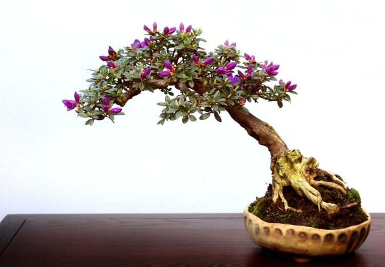 bonsai tree rhododendron blommar lila blomkruka