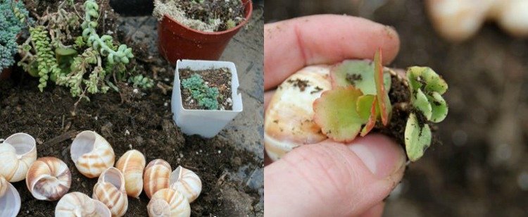 tinker-snigel-skal-mini-trädgård-behållare-succulenter